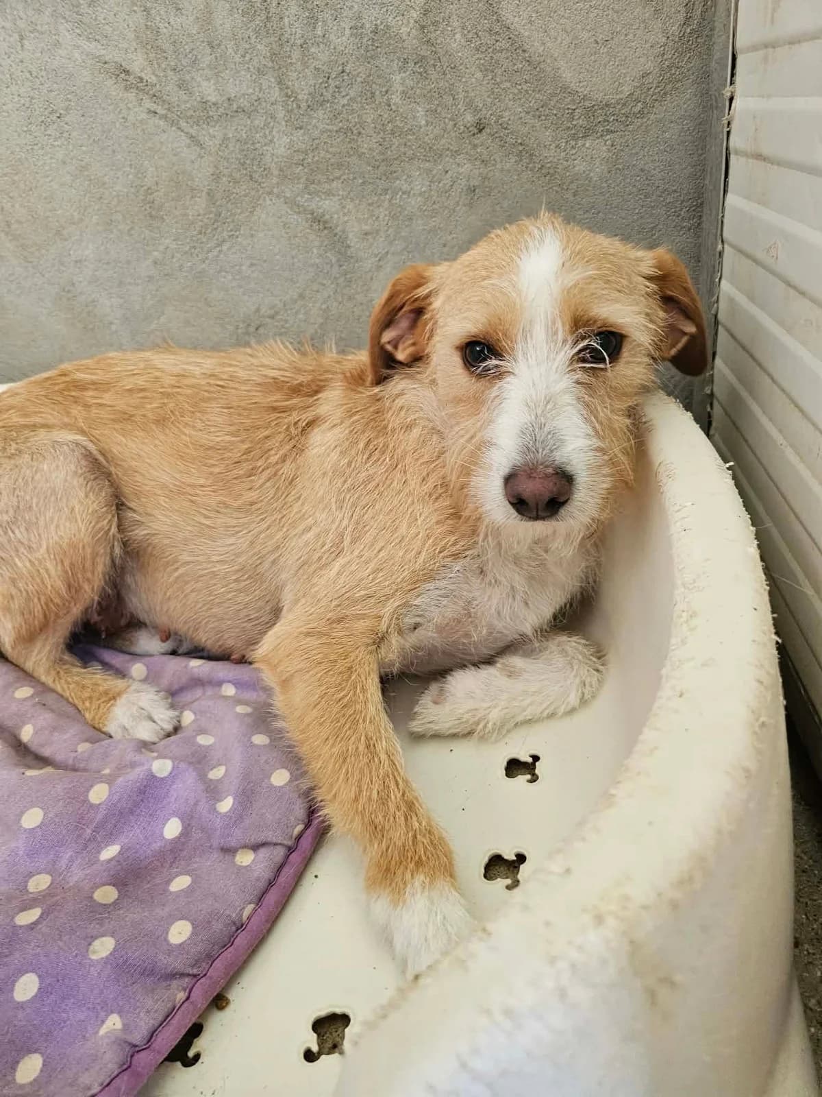 Milli, female Mixed Breed for adoption at Tierrettung Portugal e.V., Mühlheim am Main