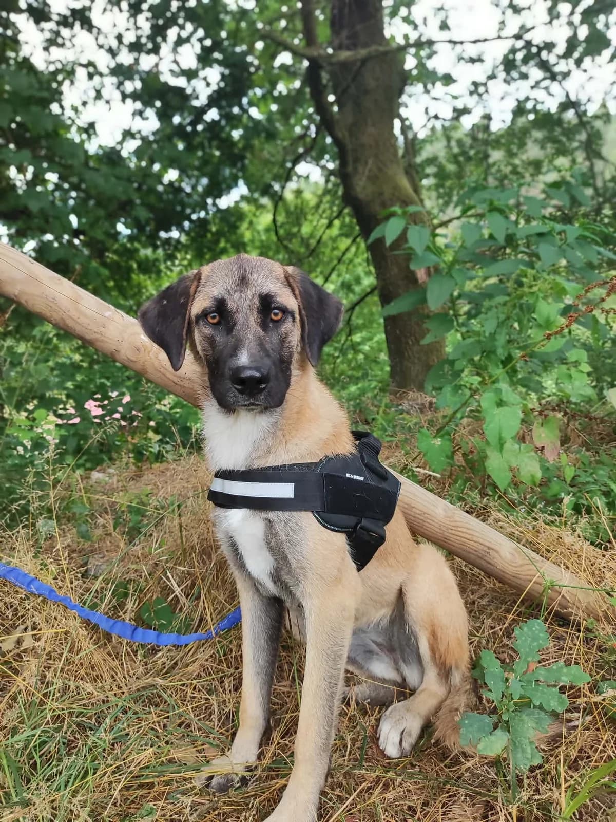 Hera, female Mixed Breed for adoption at Tierrettung Portugal e.V., Mühlheim am Main