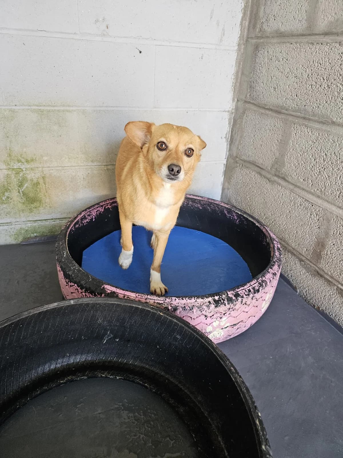 Nix, female Mixed Breed for adoption at Tierrettung Portugal e.V., Mühlheim am Main