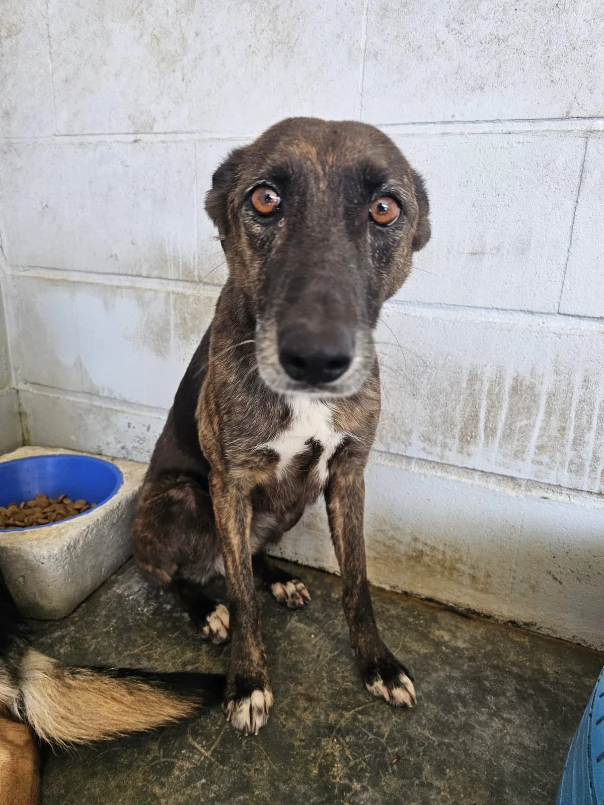 Bolota, female Mixed Breed for adoption at Tierrettung Portugal e.V., Mühlheim am Main
