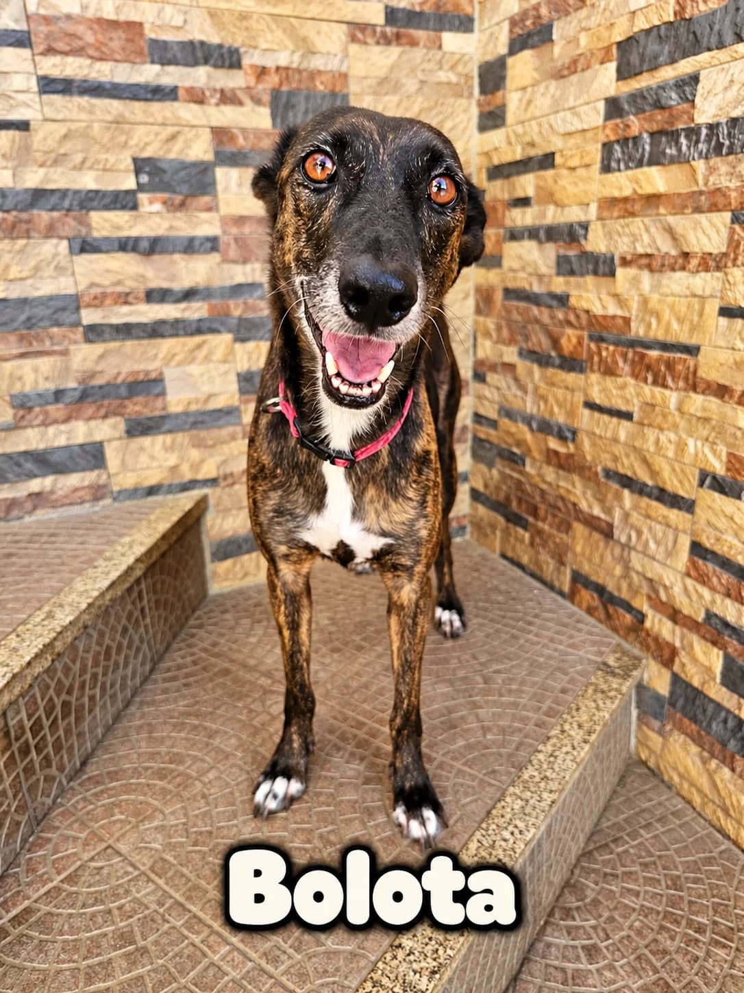 Bolota, female Mixed Breed for adoption at Tierrettung Portugal e.V., Mühlheim am Main
