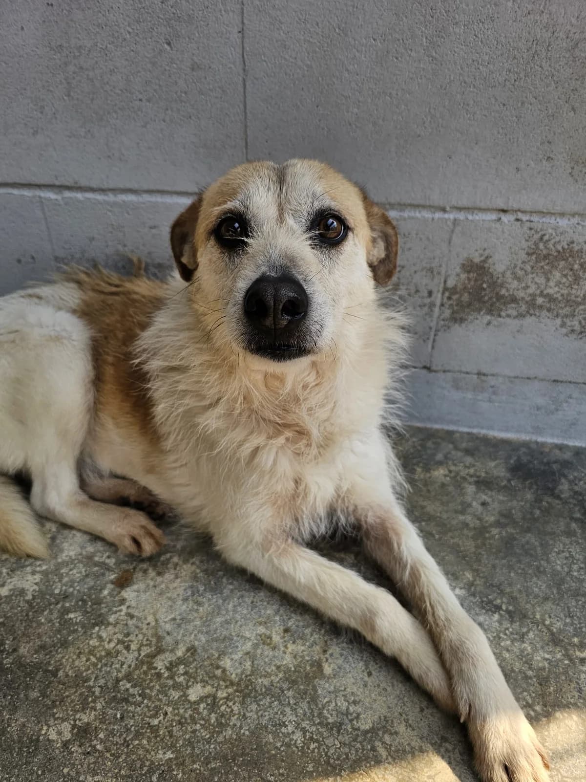 Tieta, female Mixed Breed for adoption at Tierrettung Portugal e.V., Mühlheim am Main
