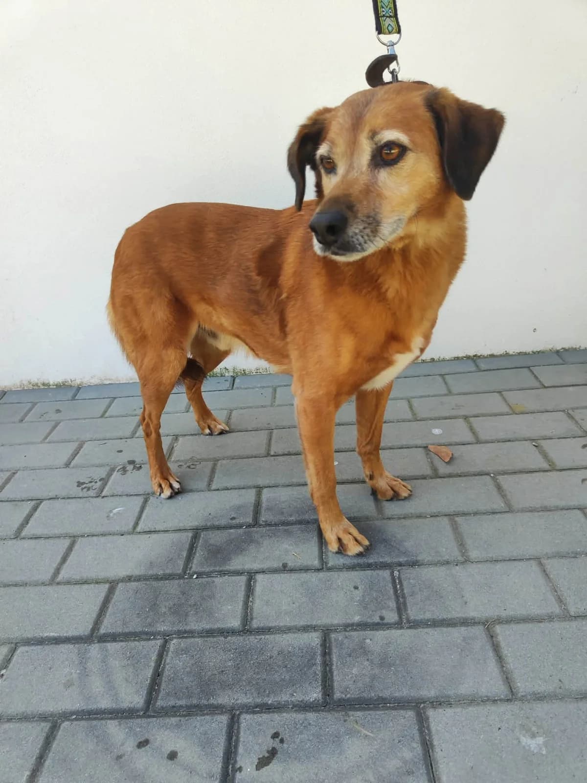 Jolie, female Mixed Breed for adoption at Tierrettung Portugal e.V., Mühlheim am Main