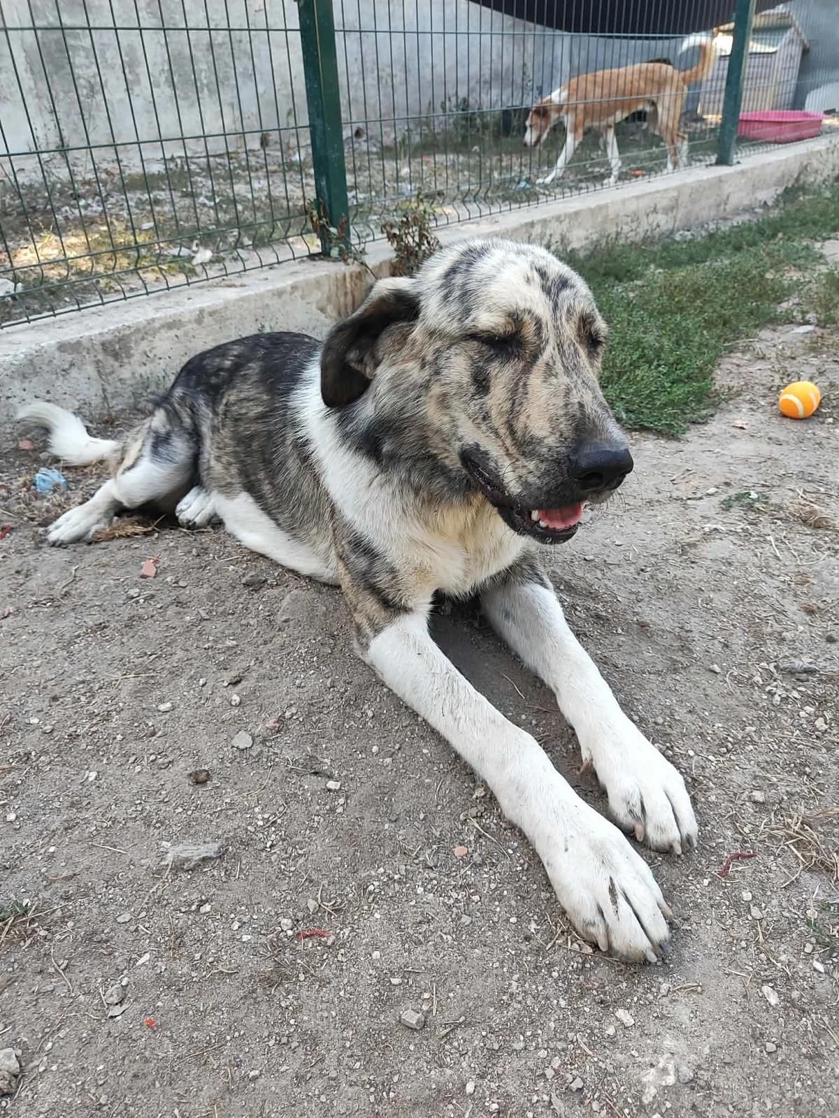 Nela, female Mixed Breed for adoption at Tierrettung Portugal e.V., Mühlheim am Main