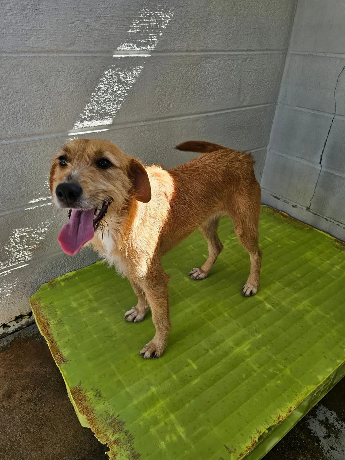 Penelope, female Mixed Breed for adoption at Tierrettung Portugal e.V., Mühlheim am Main