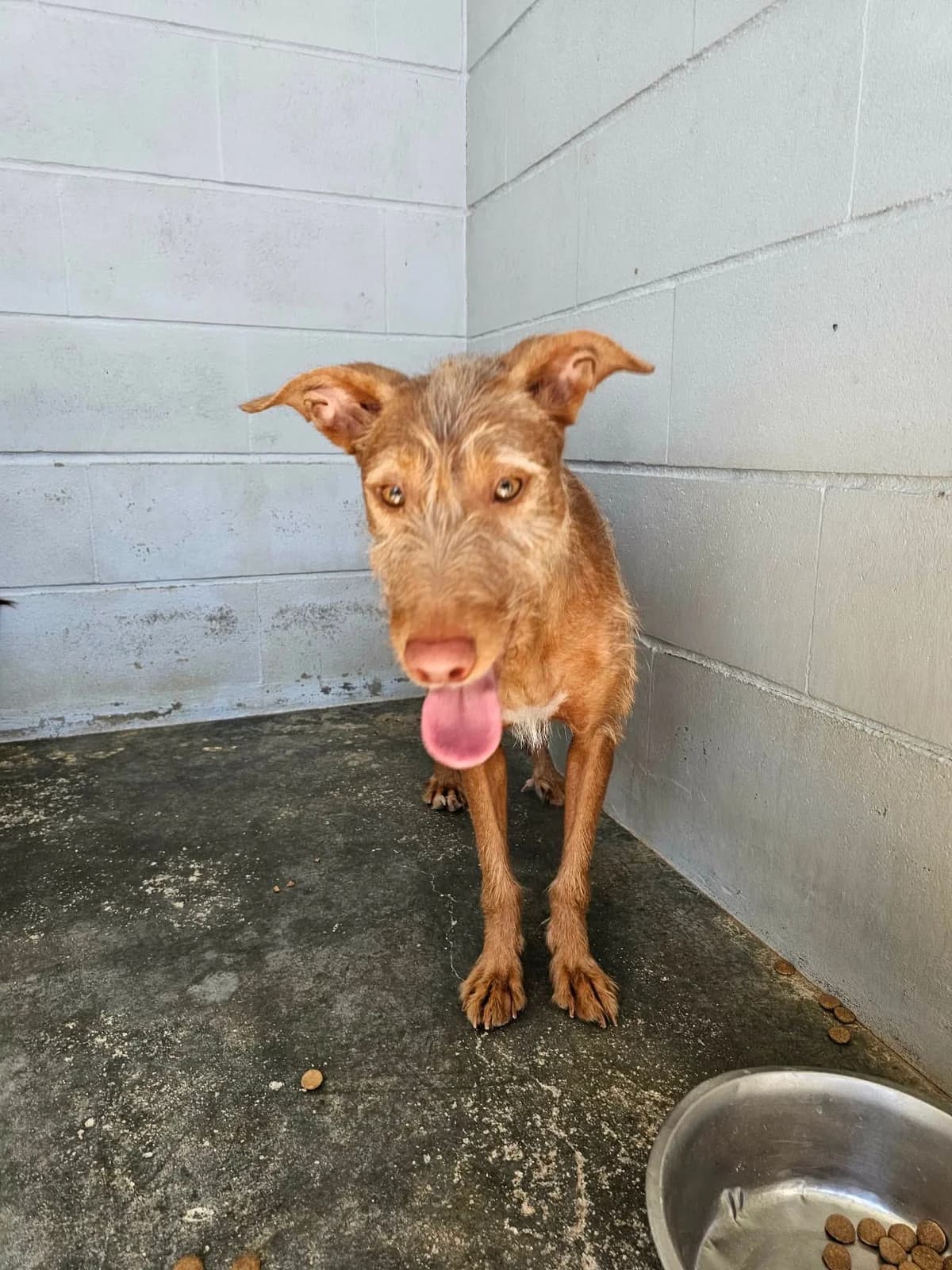 Canela, female Mixed Breed for adoption at Tierrettung Portugal e.V., Mühlheim am Main