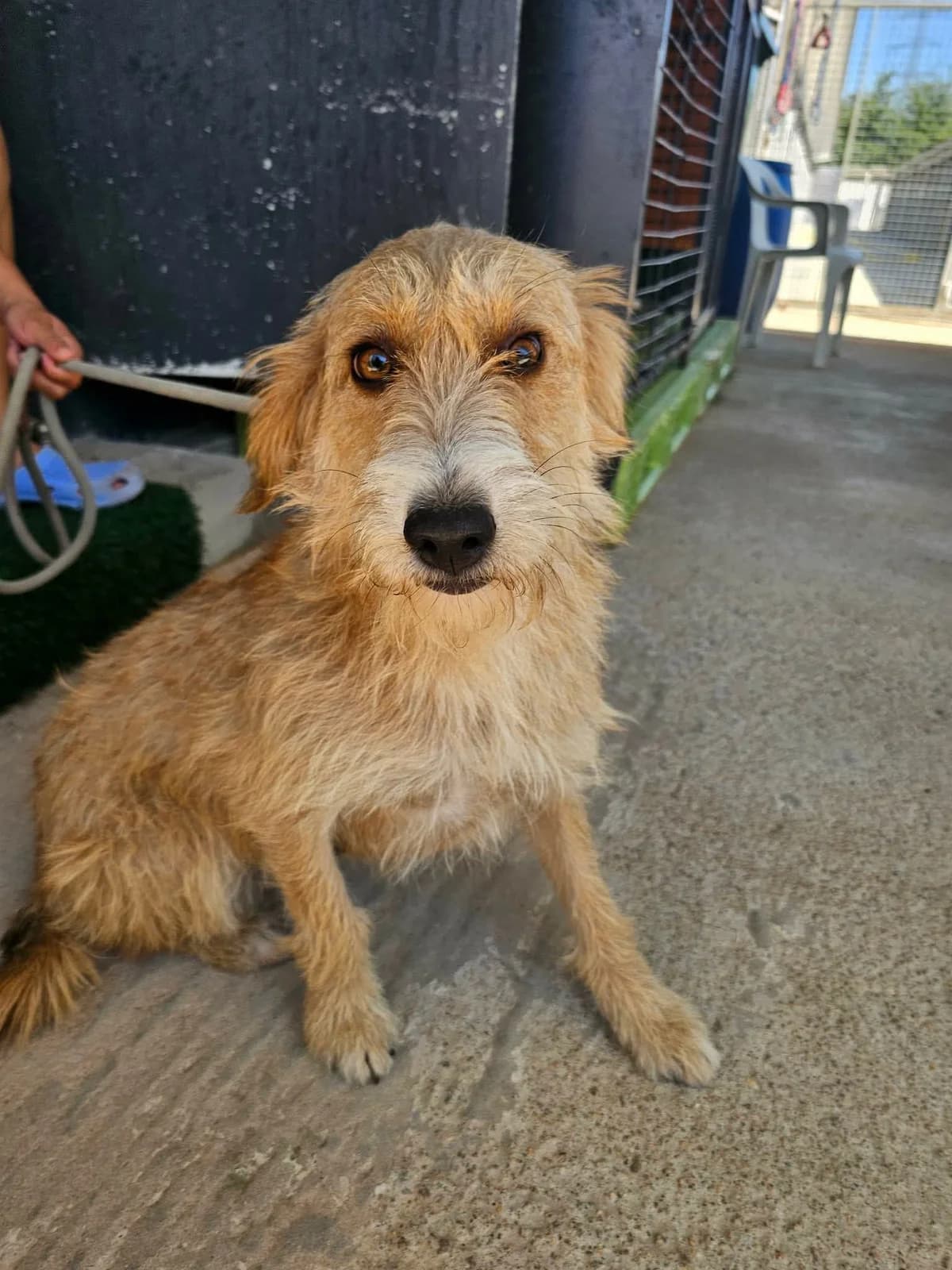 Mikaela, female Mixed Breed for adoption at Tierrettung Portugal e.V., Mühlheim am Main