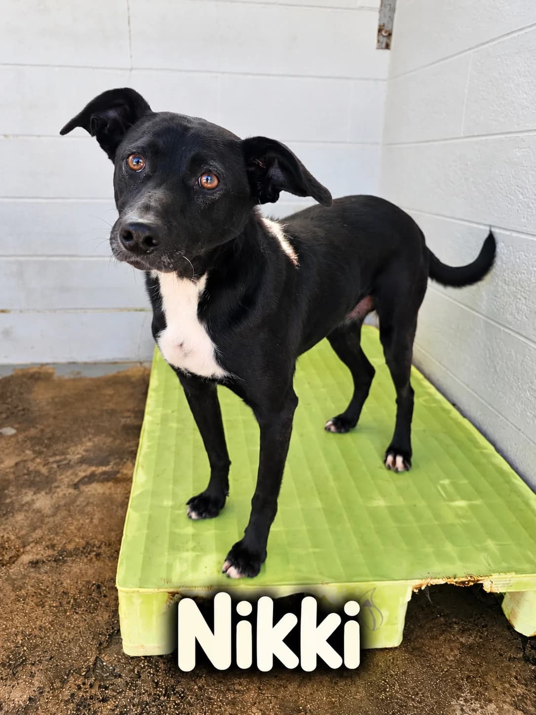 Nikki, female senior Mixed Breed for adoption at Tierrettung Portugal e.V., Mühlheim am Main