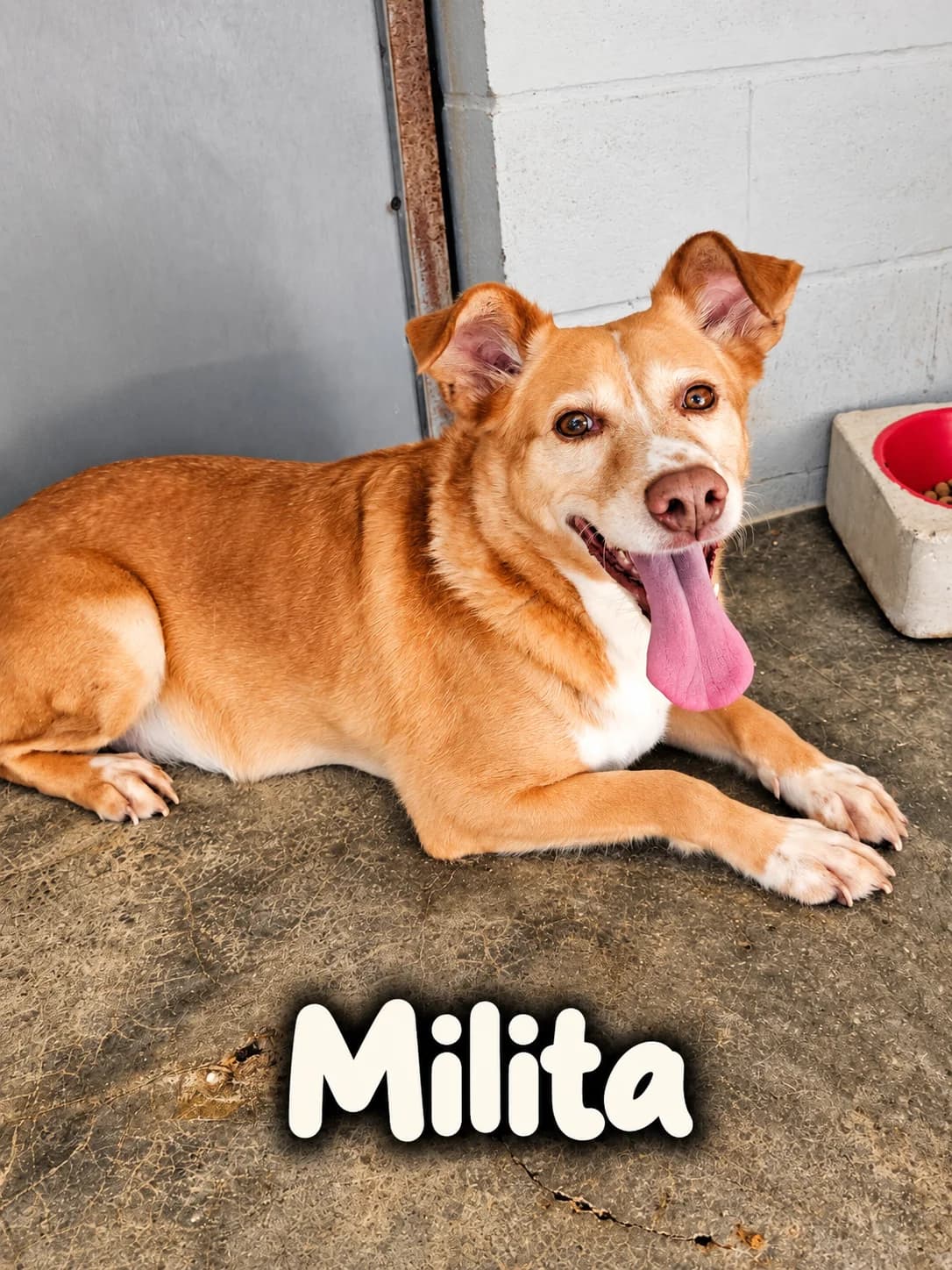 Milita, male Mixed Breed for adoption at Tierrettung Portugal e.V., Mühlheim am Main