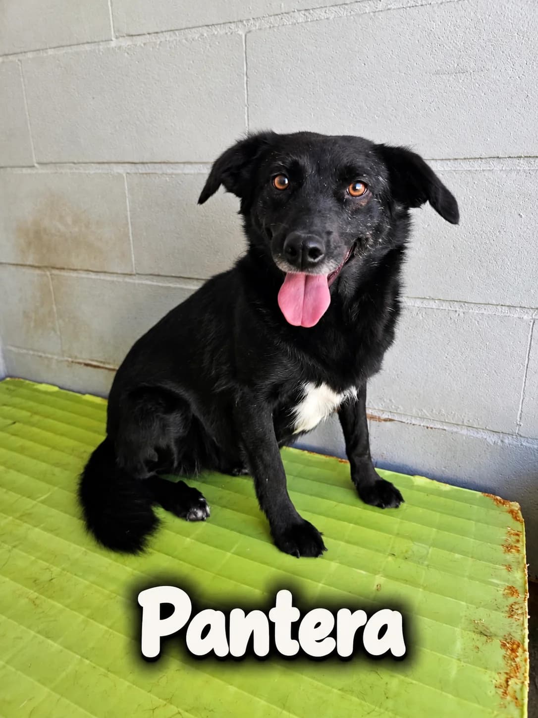 Pantera, female Mixed Breed for adoption at Tierrettung Portugal e.V., Mühlheim am Main