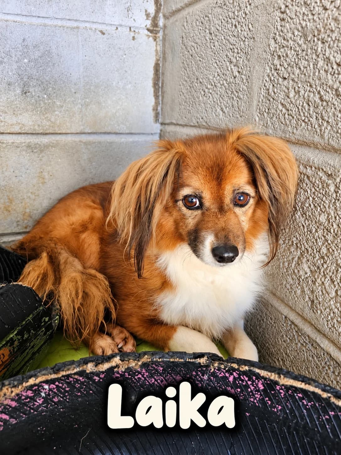 Laika, female Mixed Breed for adoption at Tierrettung Portugal e.V., Mühlheim am Main