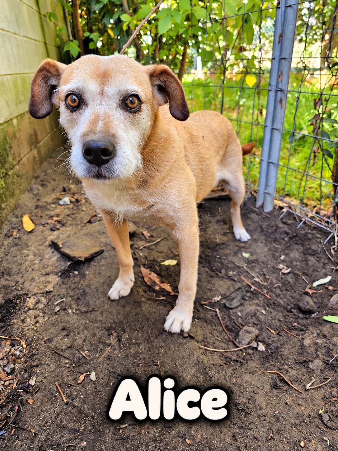 Alice, female Mixed Breed for adoption at Tierrettung Portugal e.V., Mühlheim am Main