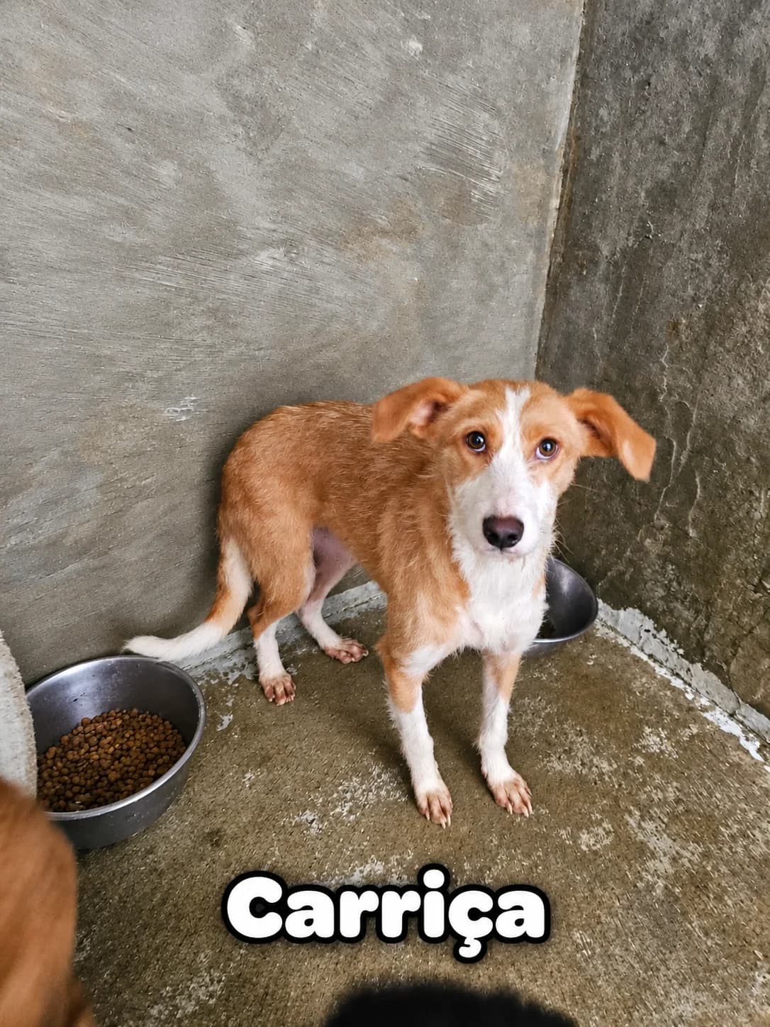 Carriça, female Mixed Breed for adoption at Tierrettung Portugal e.V., Mühlheim am Main