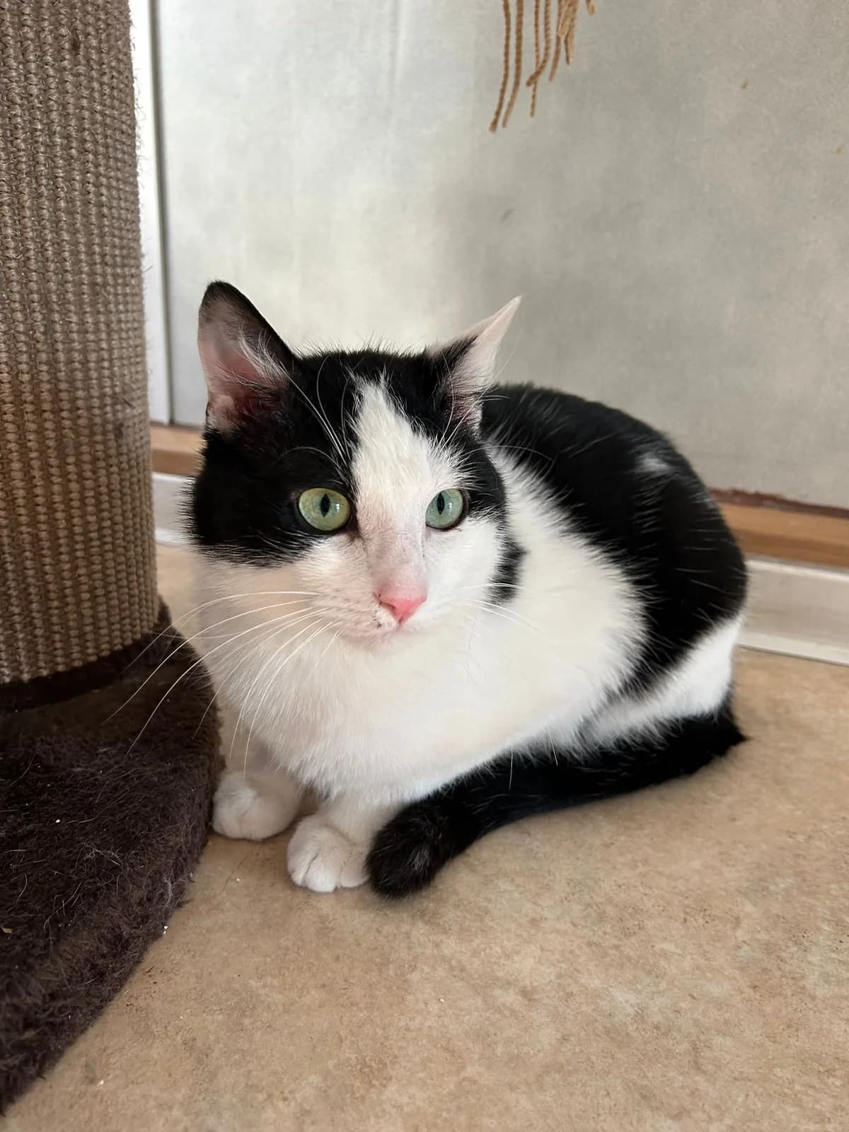 Futzie, male Mixed Breed for adoption at Tierschutzverein Achern