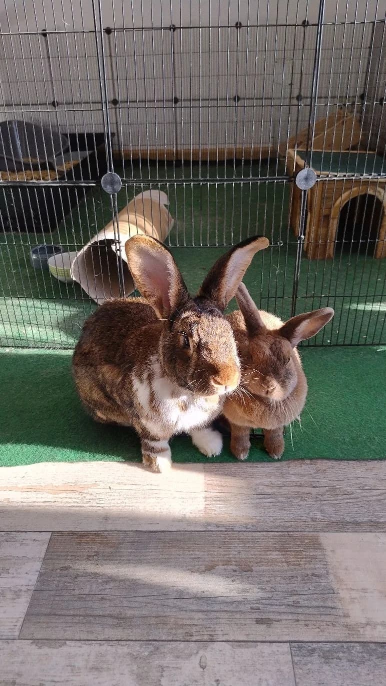 Anni und Mampfi, Mixed Breed for adoption at Tierschutzverein Achern
