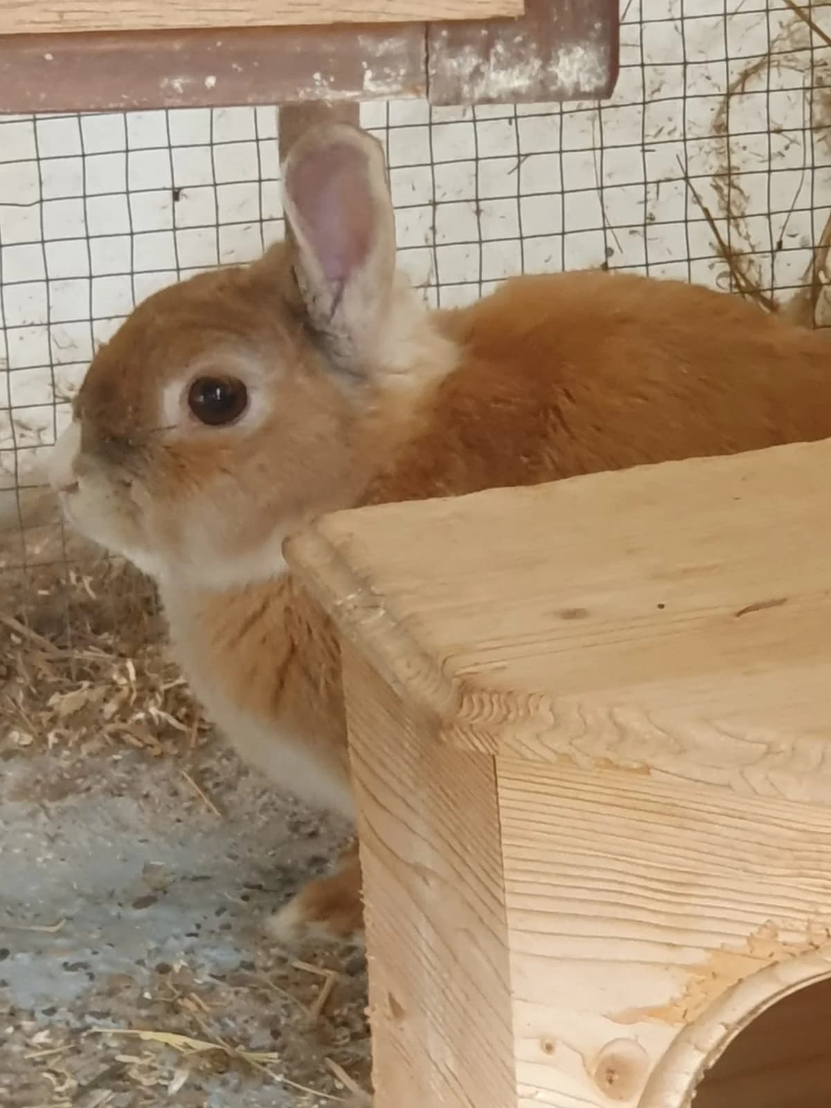 Lotte, female 6yo Mixed Breed for adoption at Tierschutzverein Achern