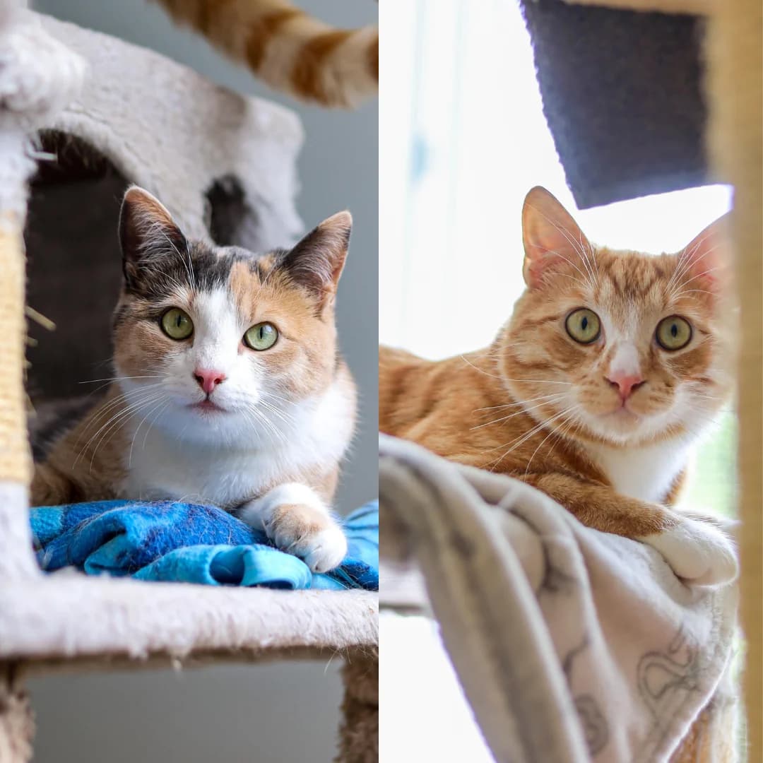 Leni & Loris, young European Shorthair for adoption at Tierschutzverein für den Kreis Altenkirchen e.V., Daaden