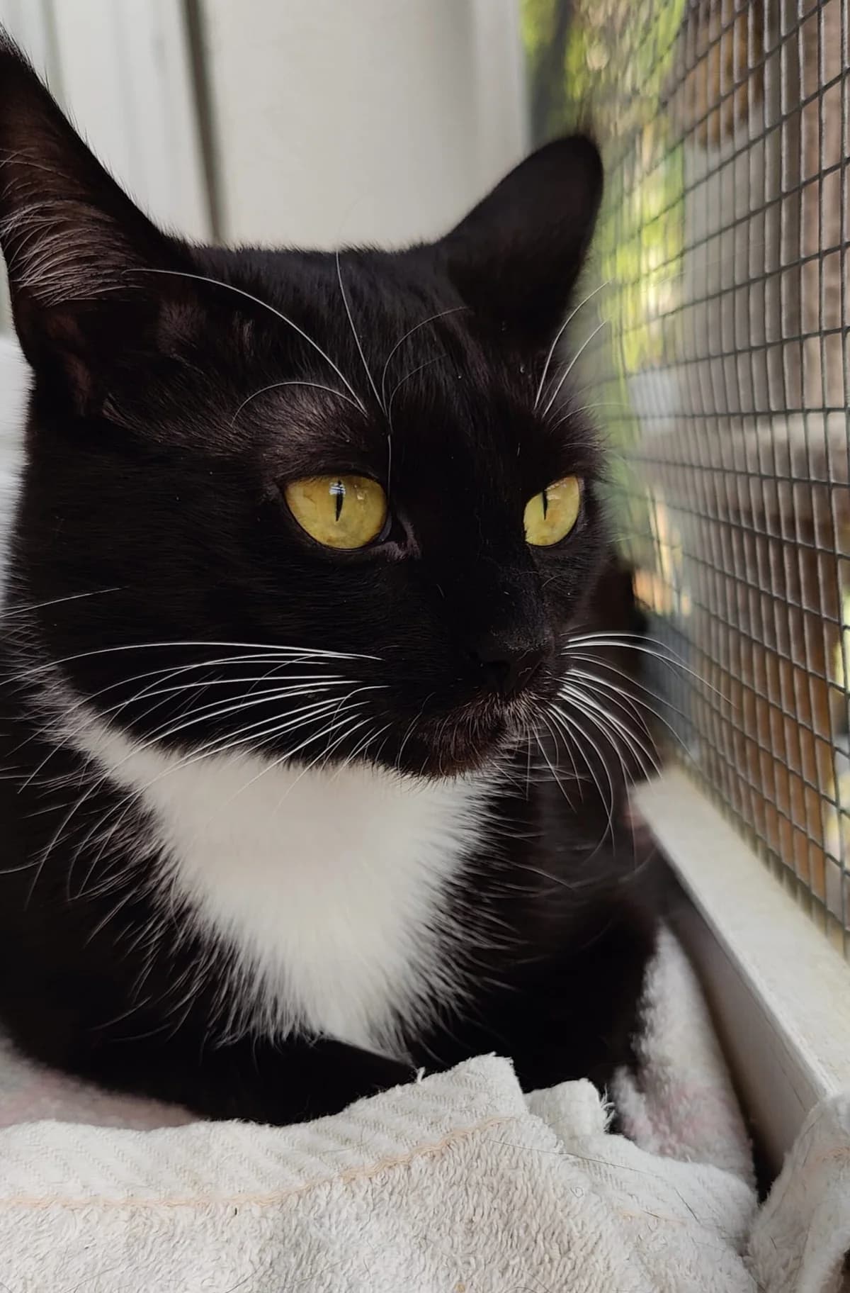 Milka, female 3yo European Shorthair for adoption at Tierschutzverein für den Kreis Altenkirchen e.V., Daaden