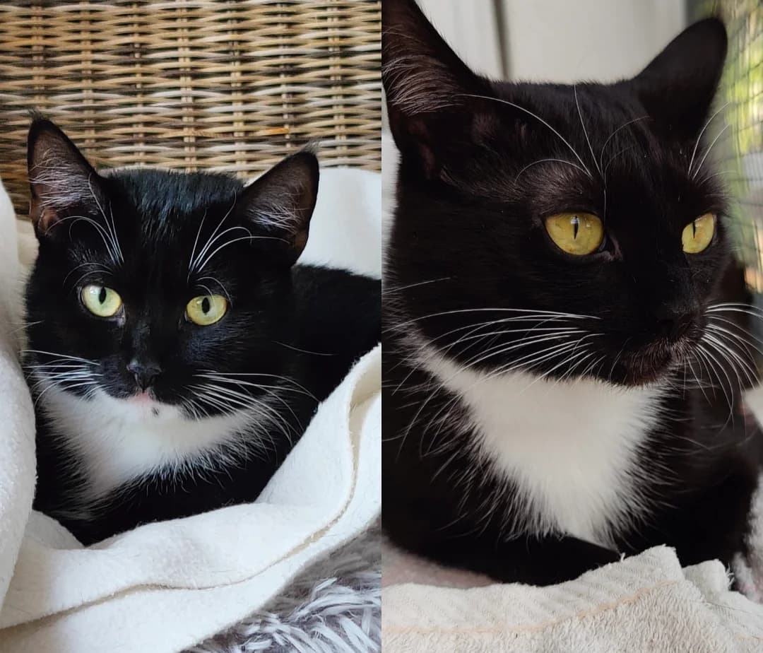 Milka & Mileyn, female 3yo European Shorthair for adoption at Tierschutzverein für den Kreis Altenkirchen e.V., Daaden