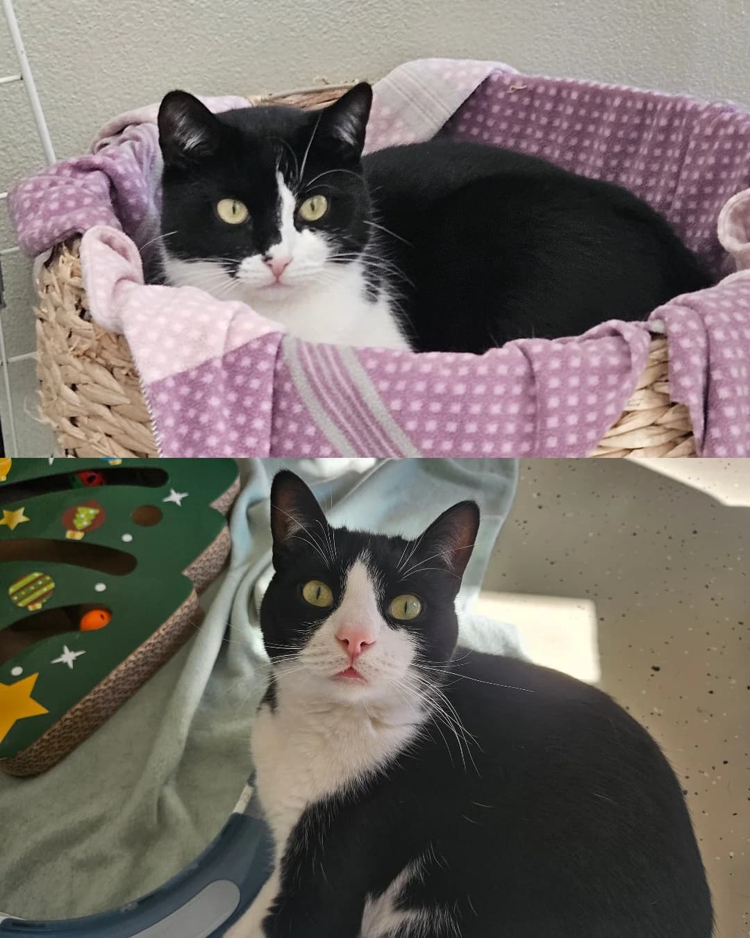 Leo & Mimi, young European Shorthair for adoption at Tierschutzverein für den Kreis Altenkirchen e.V., Daaden