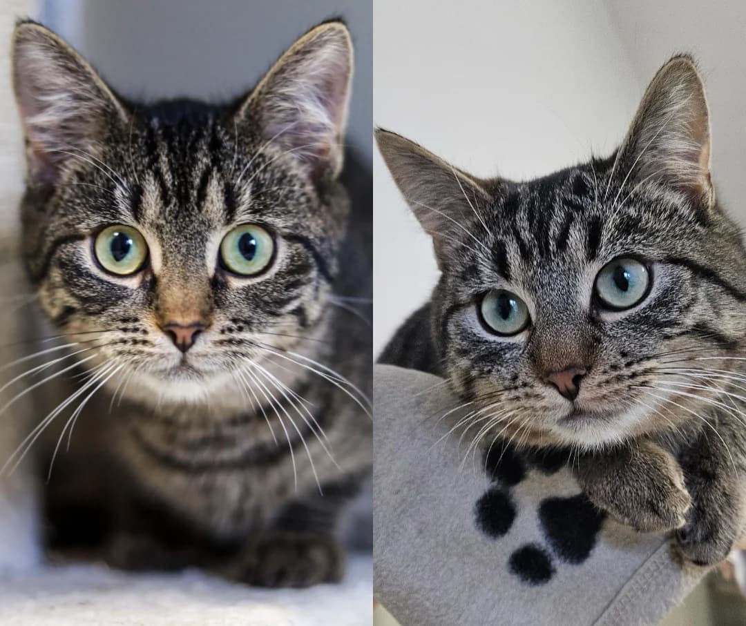 Samantha & Speedy, young European Shorthair for adoption at Tierschutzverein für den Kreis Altenkirchen e.V., Daaden
