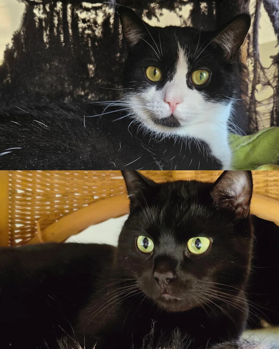 Max & Moritz, male young European Shorthair for adoption at Tierschutzverein für den Kreis Altenkirchen e.V., Daaden