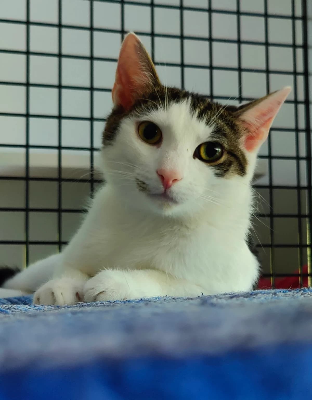 Quinn, male young European Shorthair for adoption at Tierschutzverein für den Kreis Altenkirchen e.V., Daaden