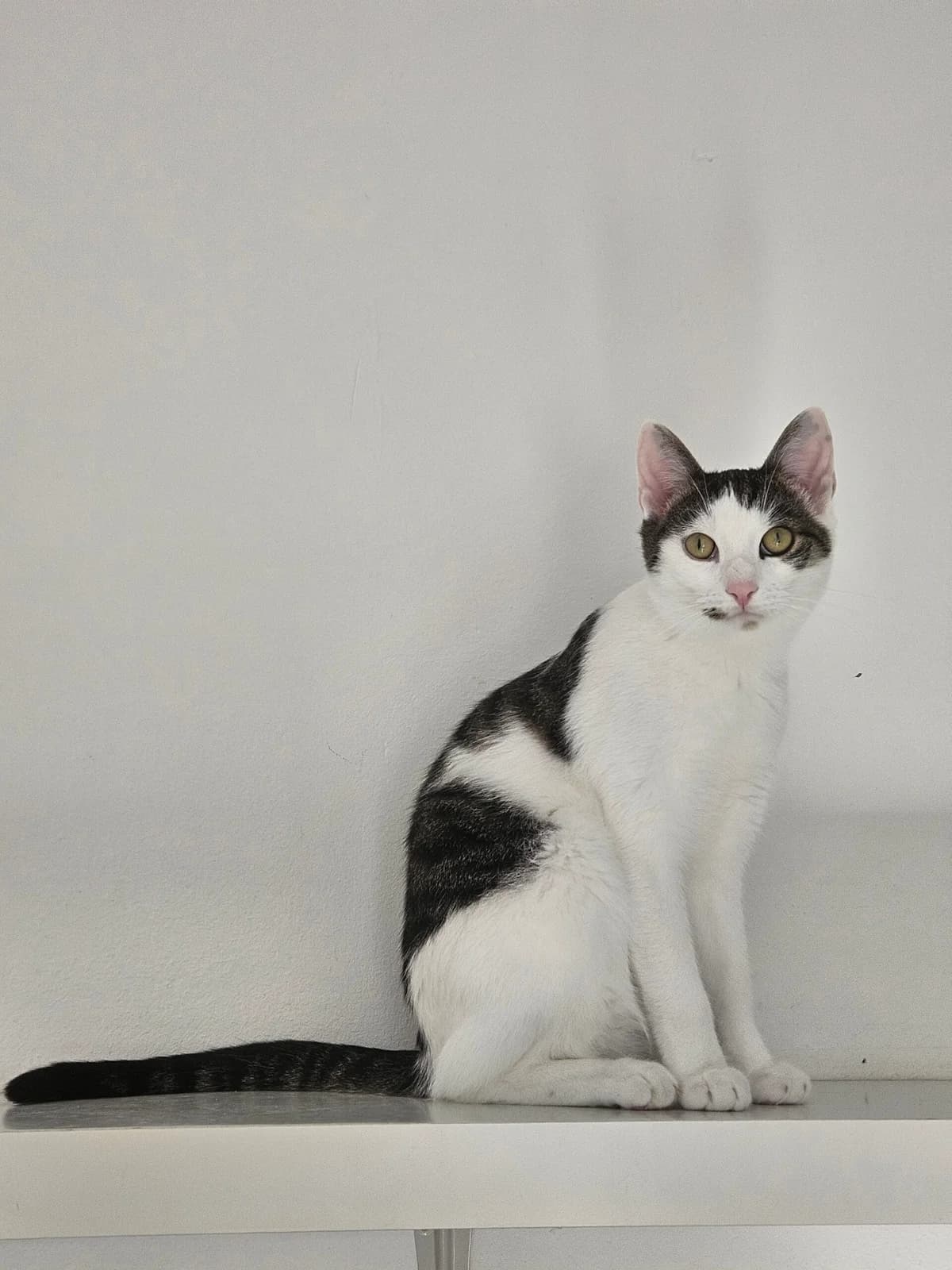 Quinn, male young European Shorthair for adoption at Tierschutzverein für den Kreis Altenkirchen e.V., Daaden