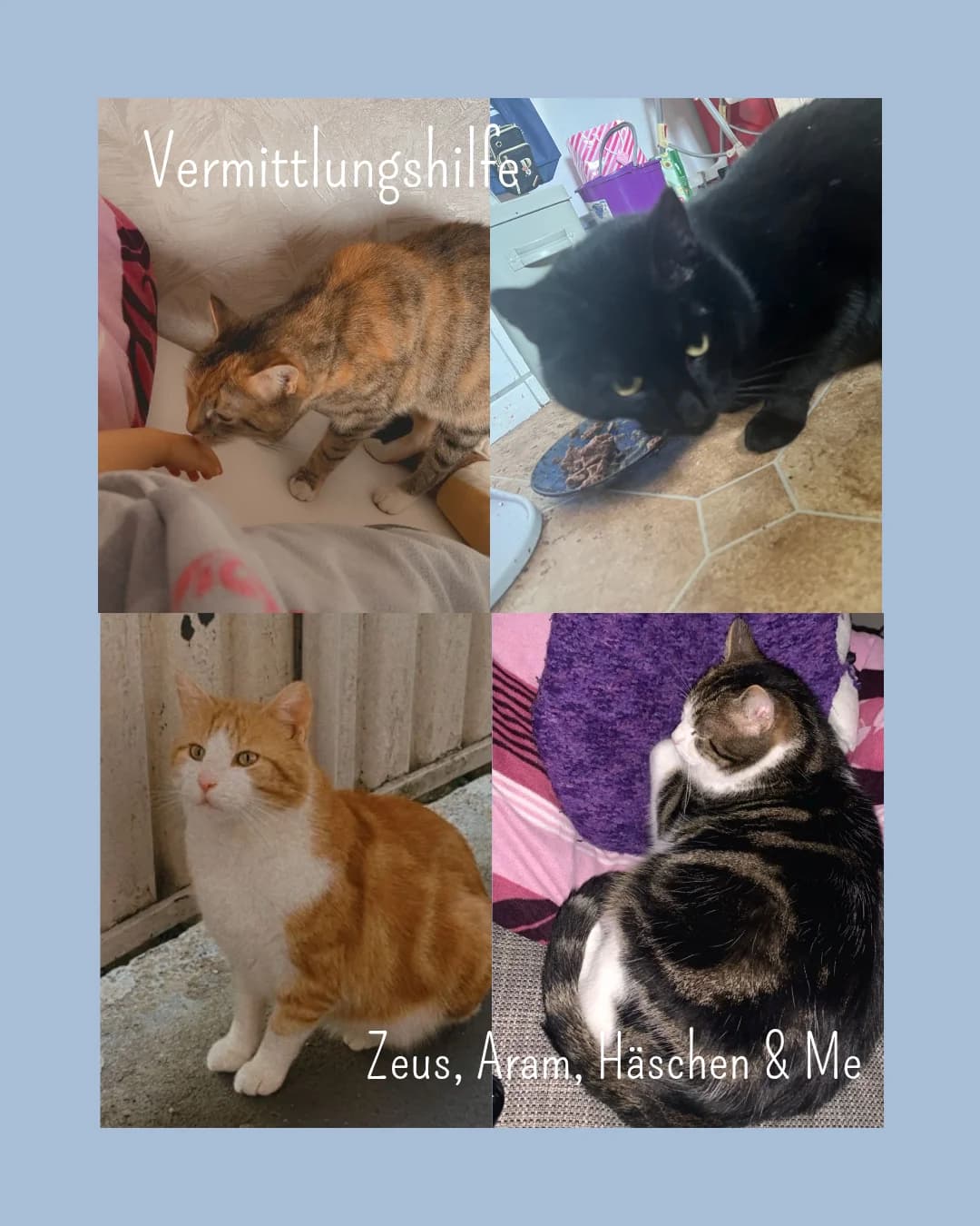 Mäuschen, Me, Zeus & Aram, schwarz 6yo European Shorthair for adoption at Tierschutzverein für den Kreis Altenkirchen e.V., Daaden