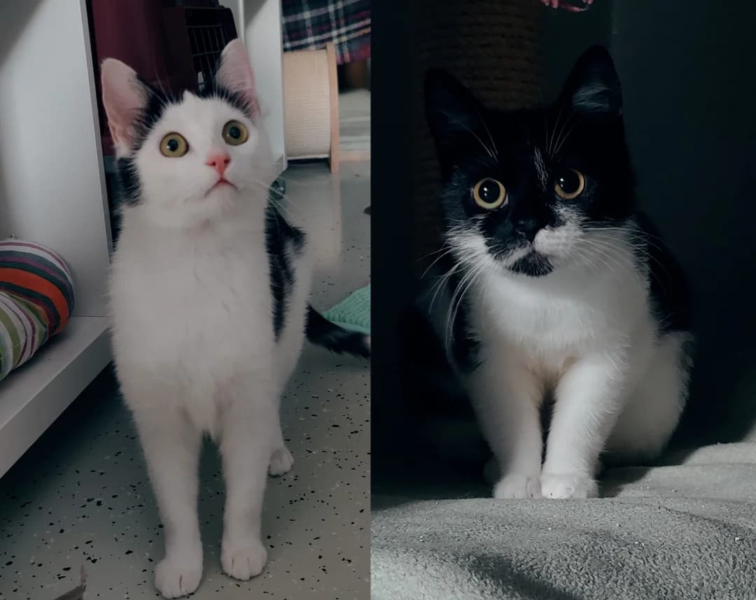 Amely & Alice, female European Shorthair for adoption at Tierschutzverein für den Kreis Altenkirchen e.V., Daaden