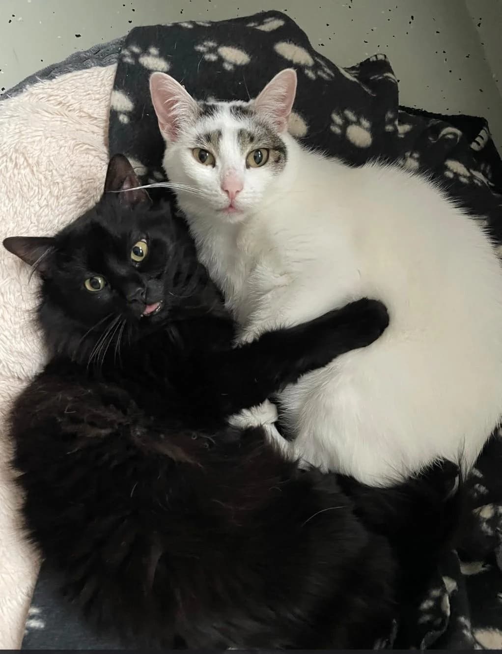 Lucian & Spunk, male European Shorthair for adoption at Tierschutzverein für den Kreis Altenkirchen e.V., Daaden