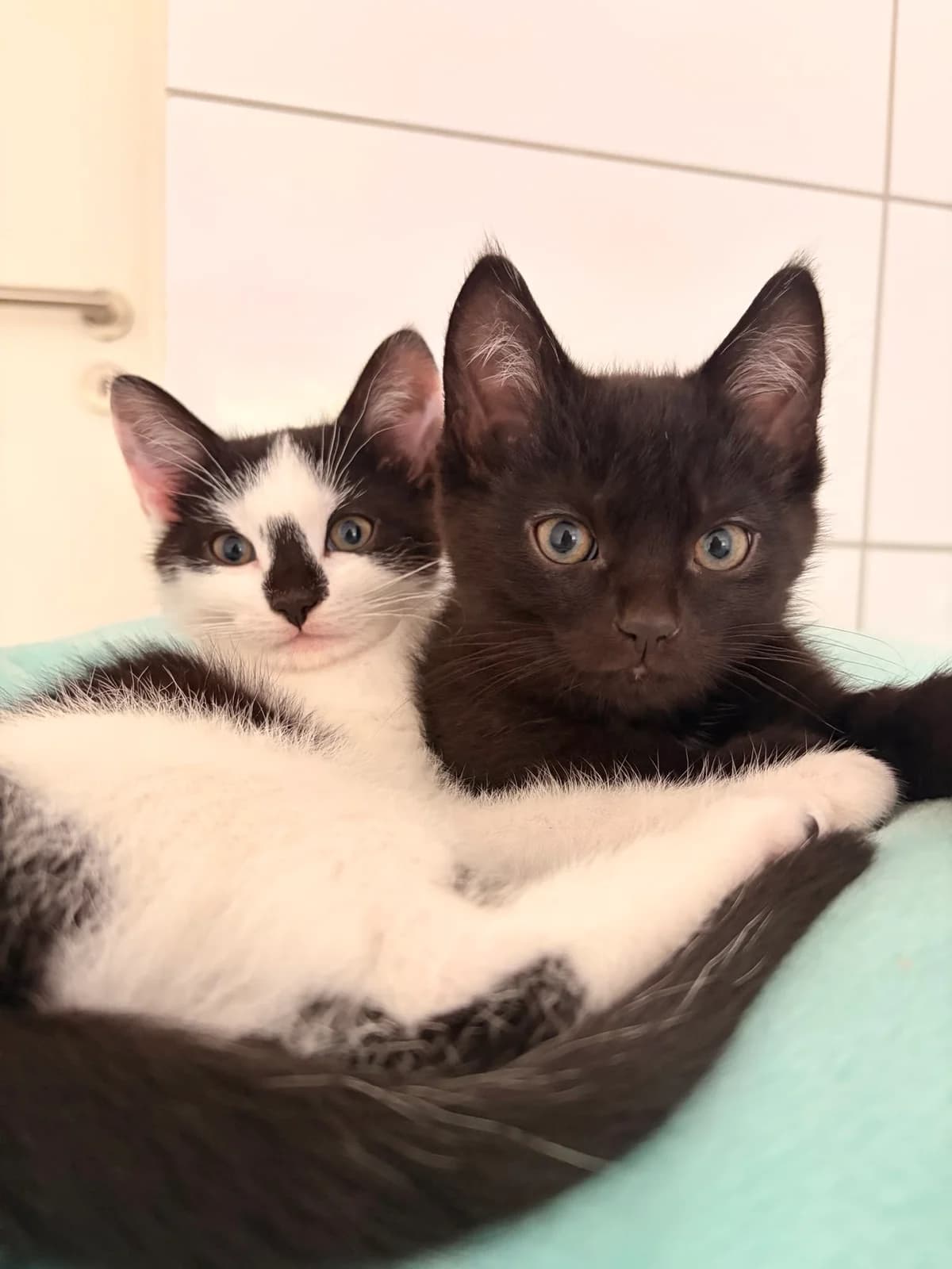 Dante & Danny, male European Shorthair for adoption at Tierschutzverein für den Kreis Altenkirchen e.V., Daaden
