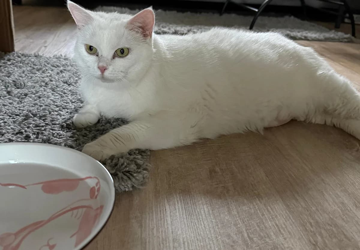 Emma, female 6yo European Shorthair for adoption at Tierschutzverein für den Kreis Altenkirchen e.V., Daaden