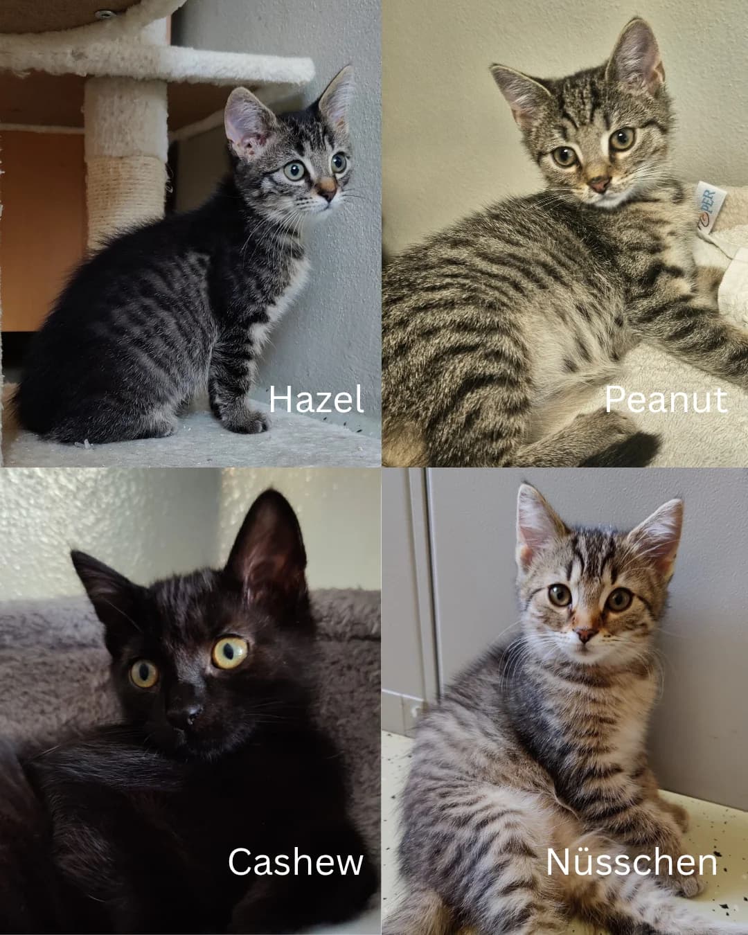 Hazel, Peanut, Nüsschen & Cashew, female European Shorthair for adoption at Tierschutzverein für den Kreis Altenkirchen e.V., Daaden