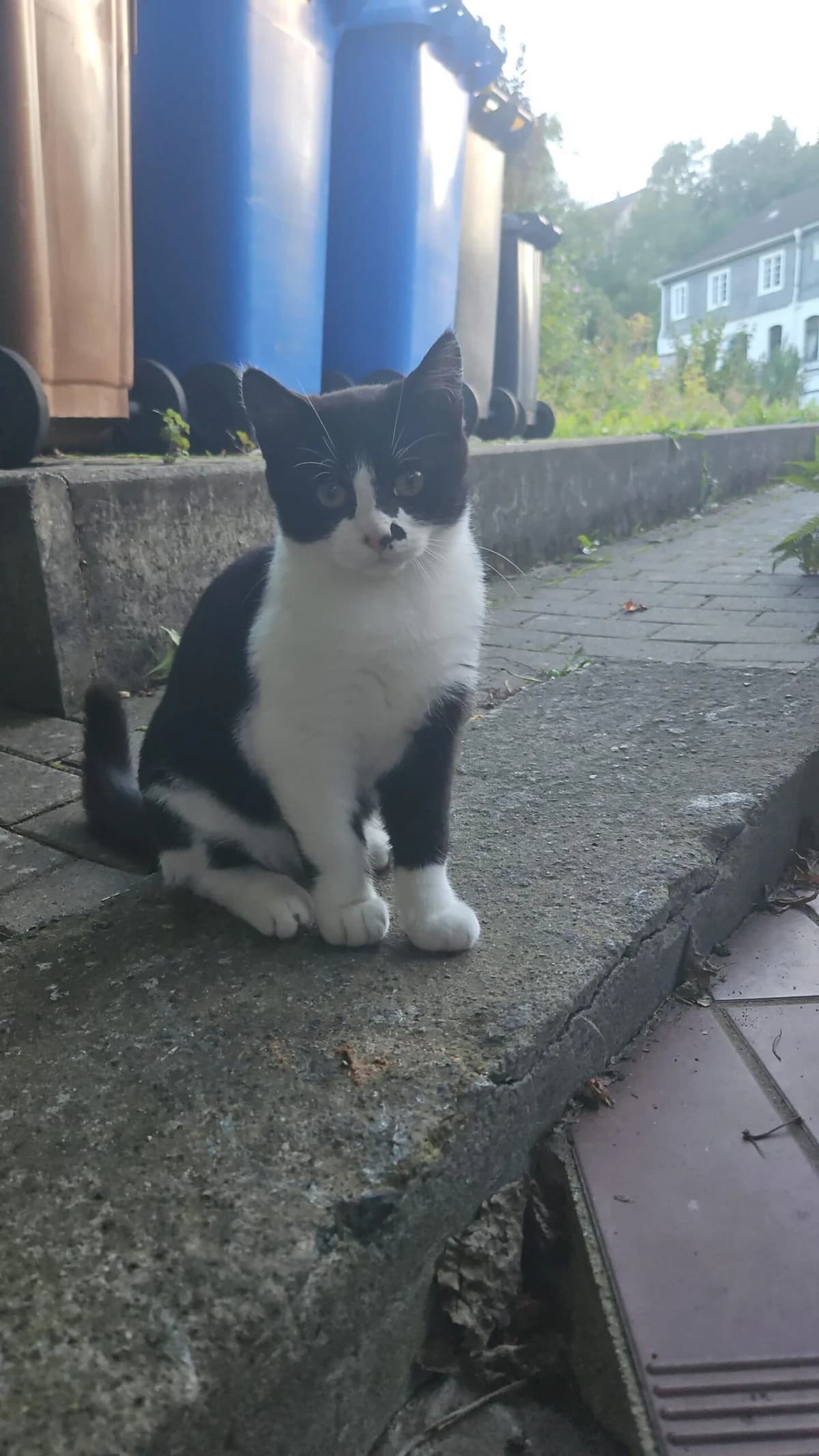 Rocky, male European Shorthair for adoption at Tierschutzverein für den Kreis Altenkirchen e.V., Daaden
