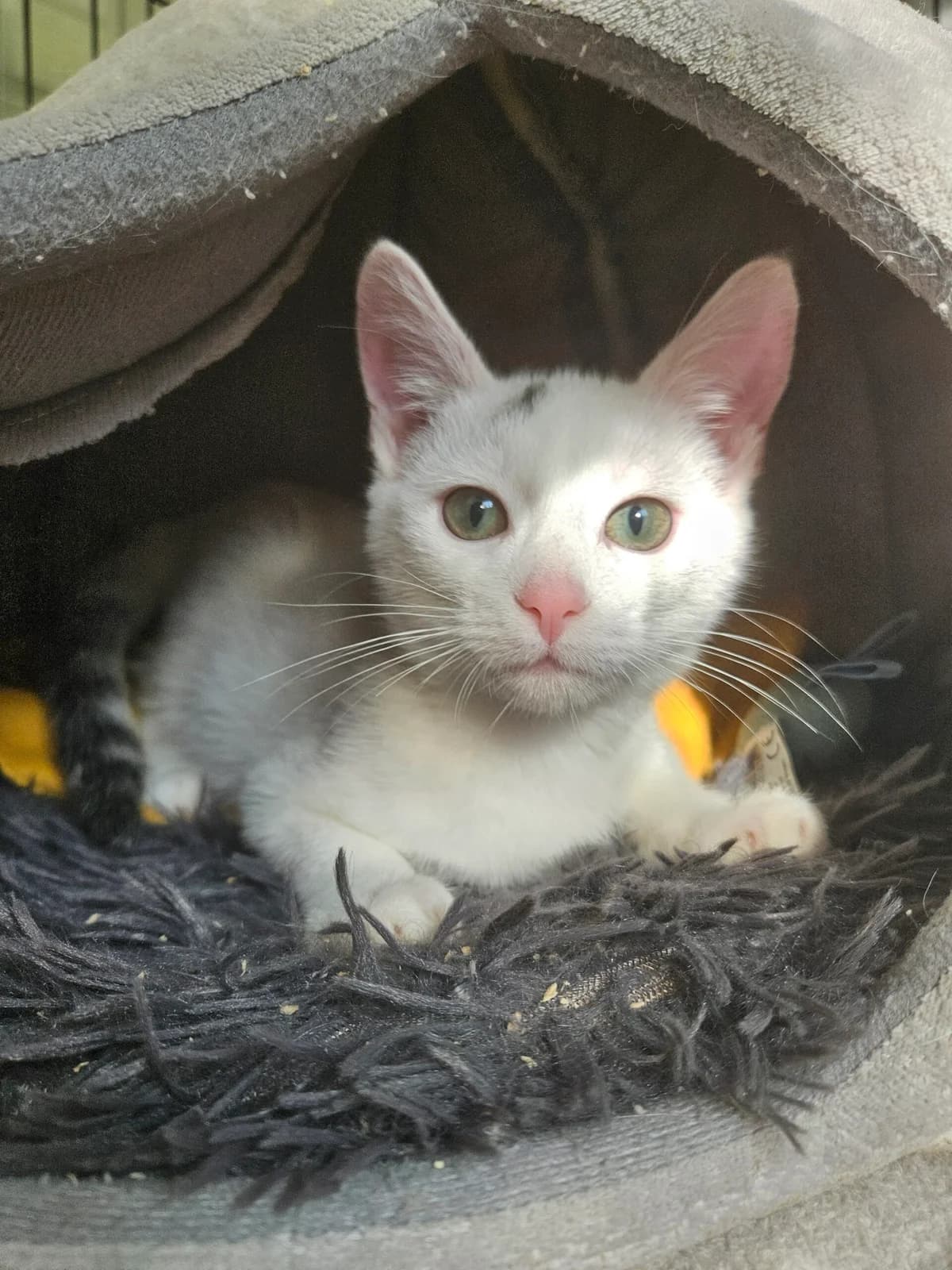 Tim, male European Shorthair for adoption at Tierschutzverein für den Kreis Altenkirchen e.V., Daaden