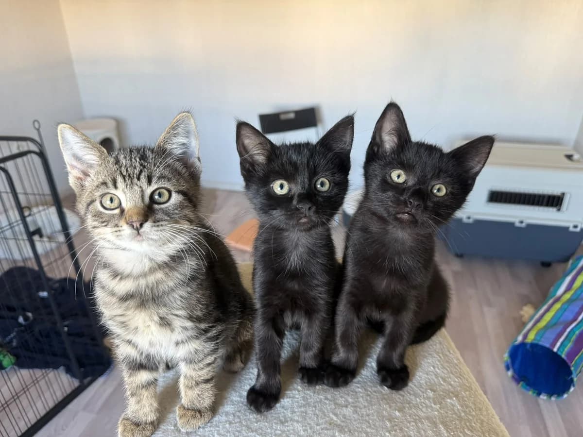 Nemo, Noah, Nala, Nika, Nelli, Nero, Nora, Nina, Nino, European Shorthair for adoption at Tierschutzverein für den Kreis Altenkirchen e.V., Daaden