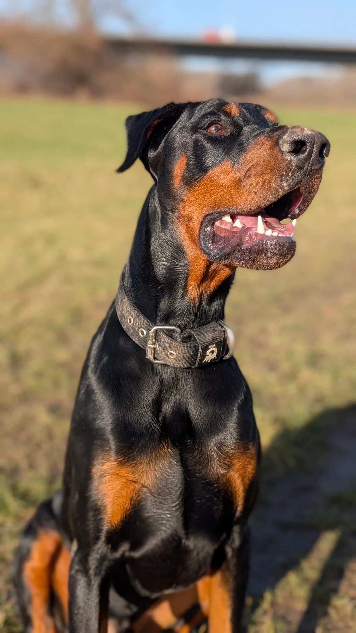 Hades, schwarz male young Mixed Breed for adoption at Tierschutzverein für den Kreis Altenkirchen e.V., Daaden