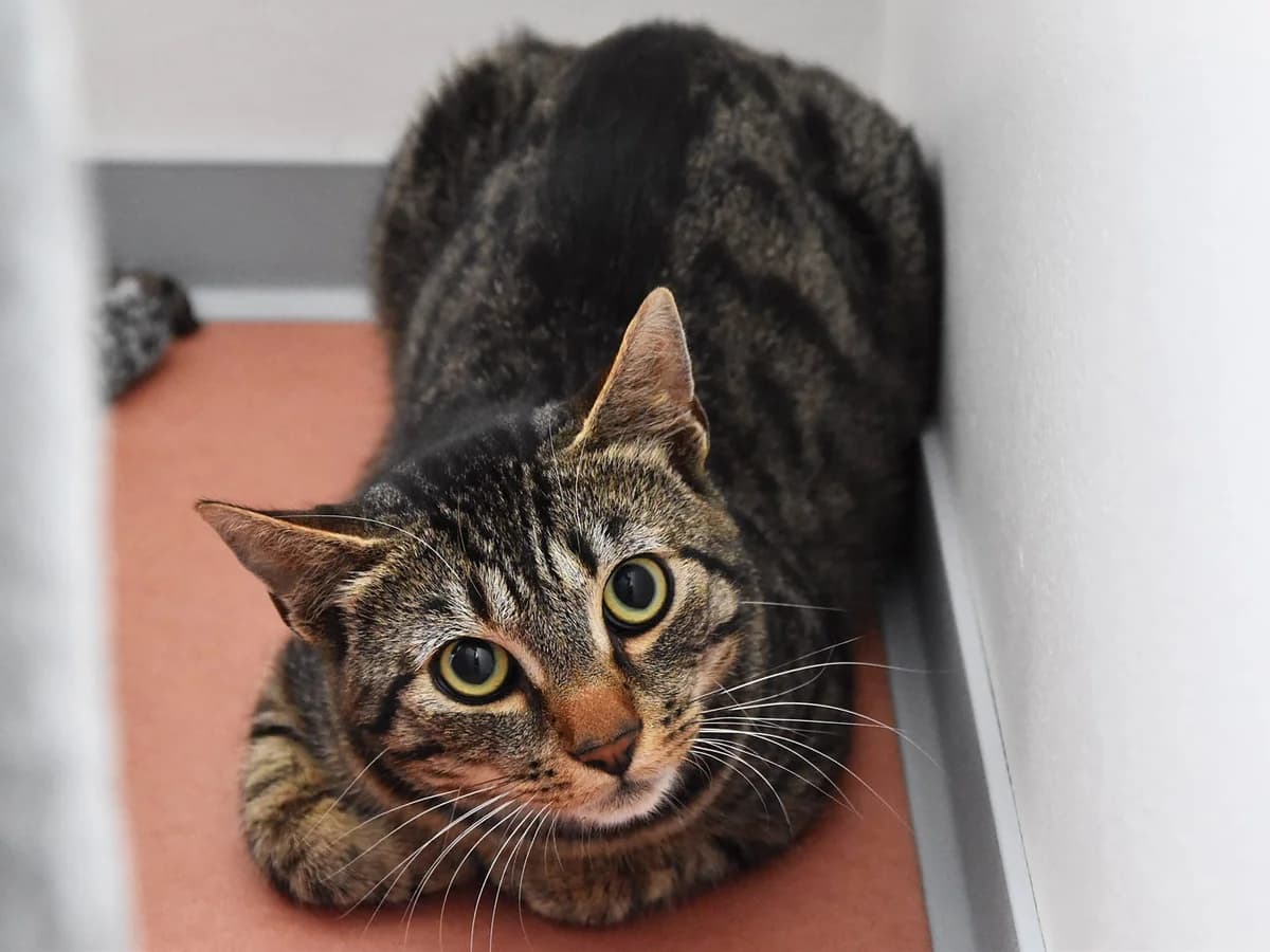 Maddi, male Mixed Breed for adoption at Tierschutz Auerbach