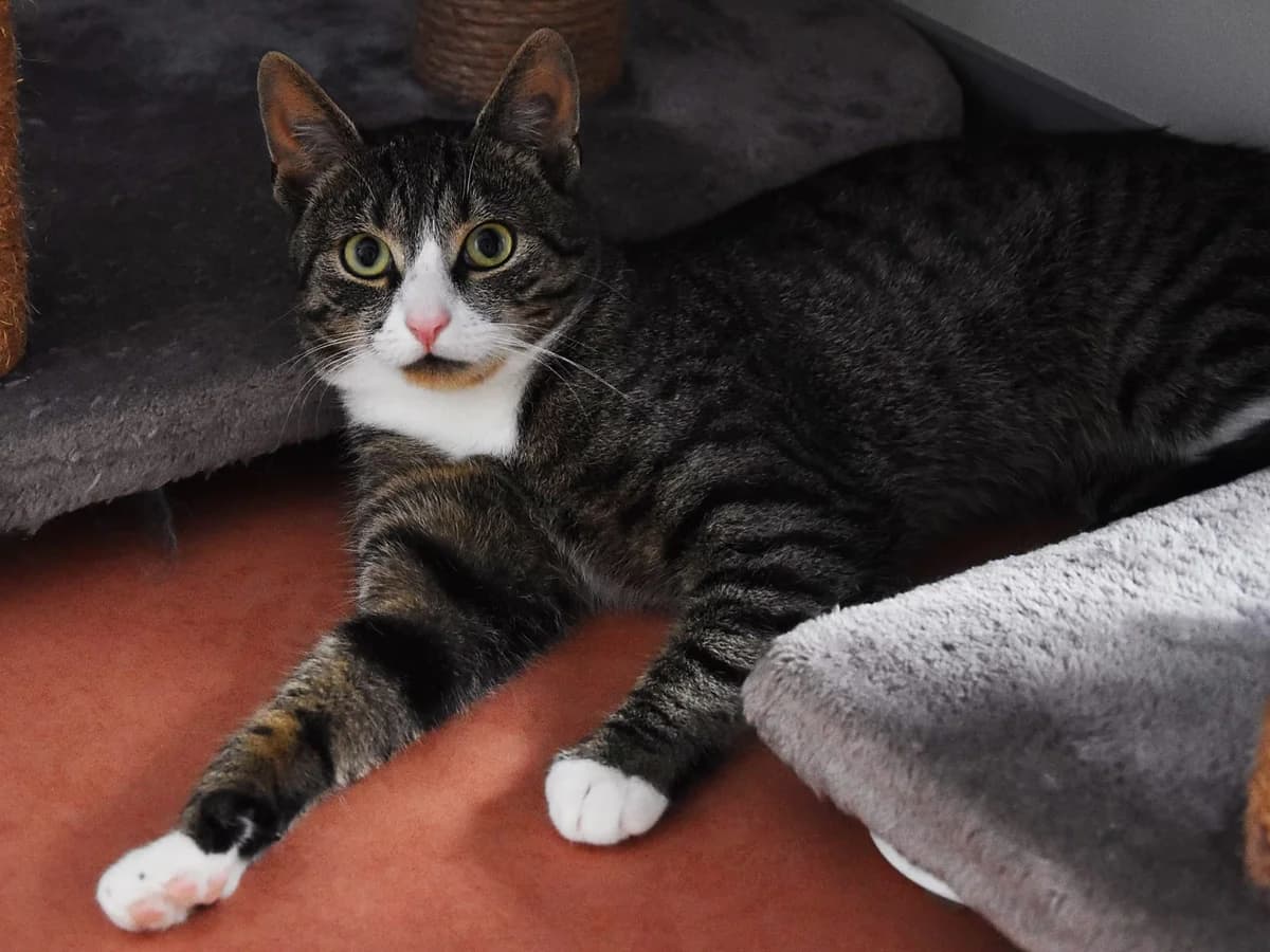 Anton, male Mixed Breed for adoption at Tierschutz Auerbach