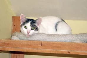Rosalie, Mixed Breed for adoption at Tierschutz Bad Lauterberg, Bad Lauterberg im Harz