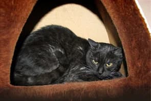 Summer, female Mixed Breed for adoption at Tierschutz Bad Lauterberg, Bad Lauterberg im Harz