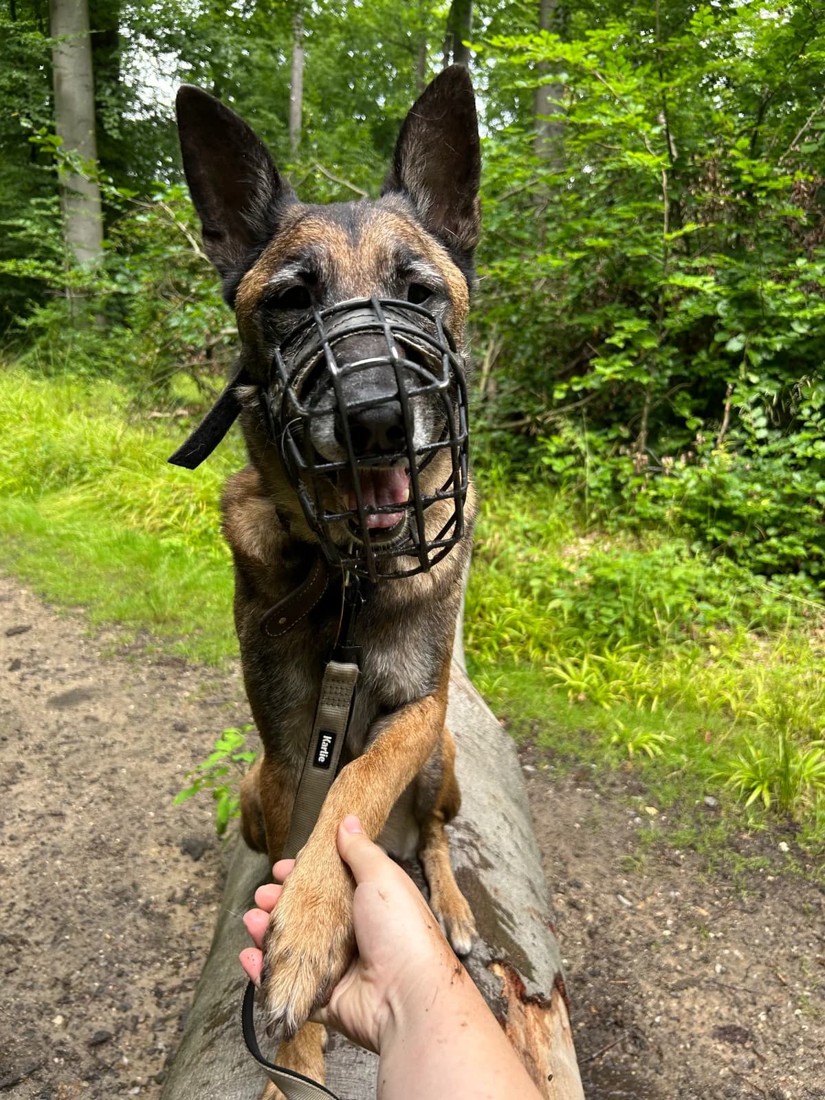 Shadow, male senior Belgian Malinois for adoption at Tierschutz Bad Oldesloe e.V., Bad Oldesloe