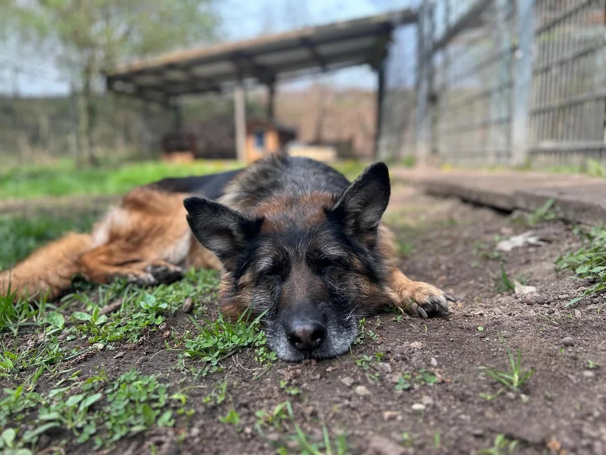 Java, female German Shepherd for adoption at Tierschutz Bad Oldesloe e.V., Bad Oldesloe