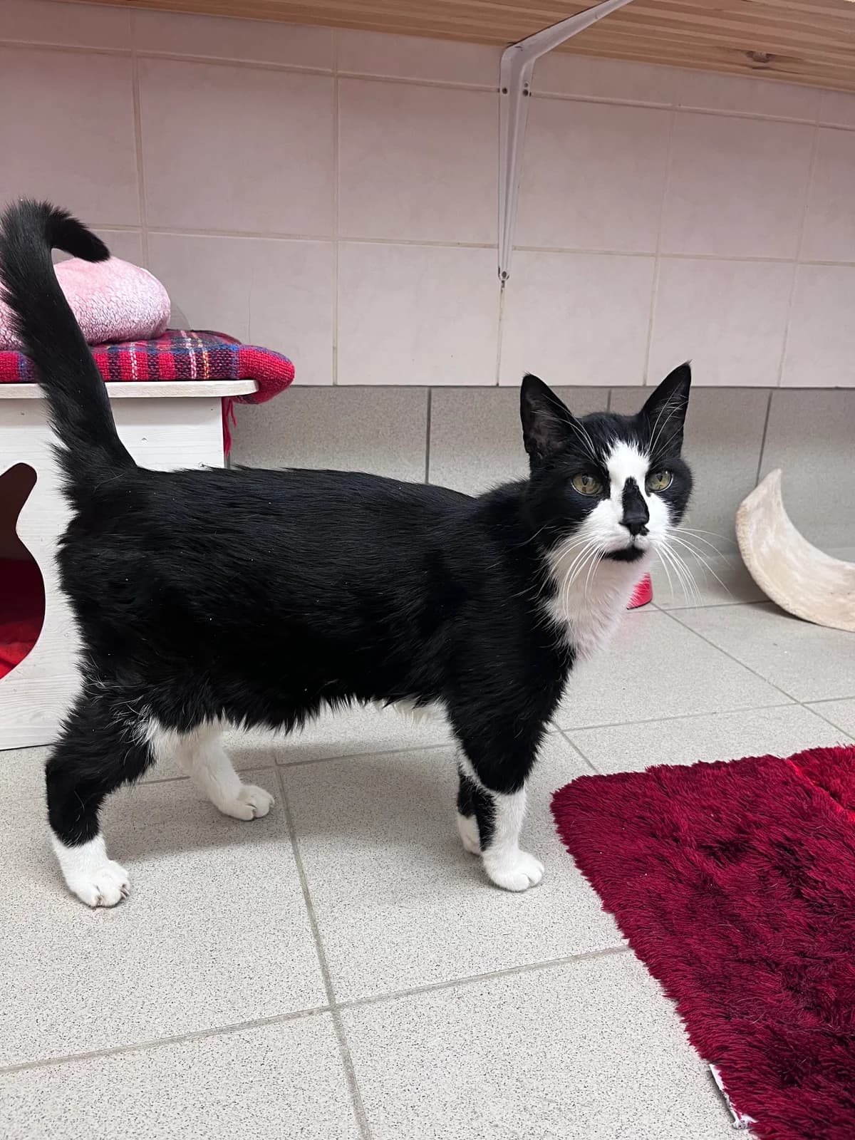 Minkah, female senior European Shorthair for adoption at Tierschutz Bad Oldesloe e.V., Bad Oldesloe