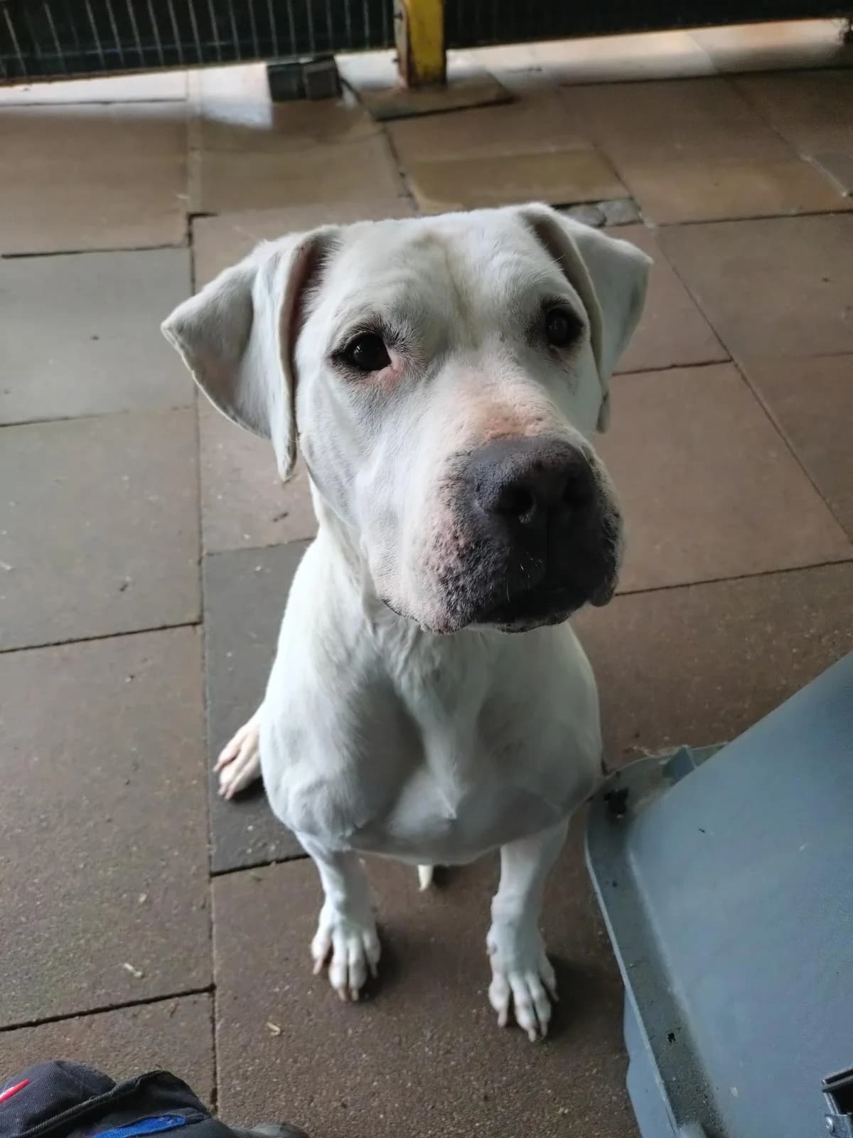 Flocke, female senior mixed breed for adoption at Tierschutz Bad Oldesloe e.V., Bad Oldesloe
