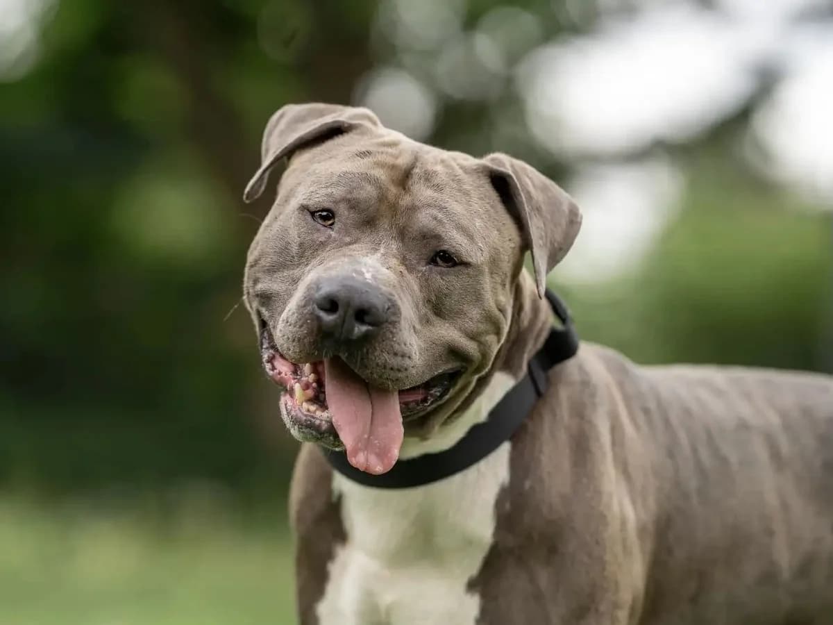Herbert, male American Staffordshire Terrier for adoption at Tierschutz Bad Oldesloe e.V., Bad Oldesloe