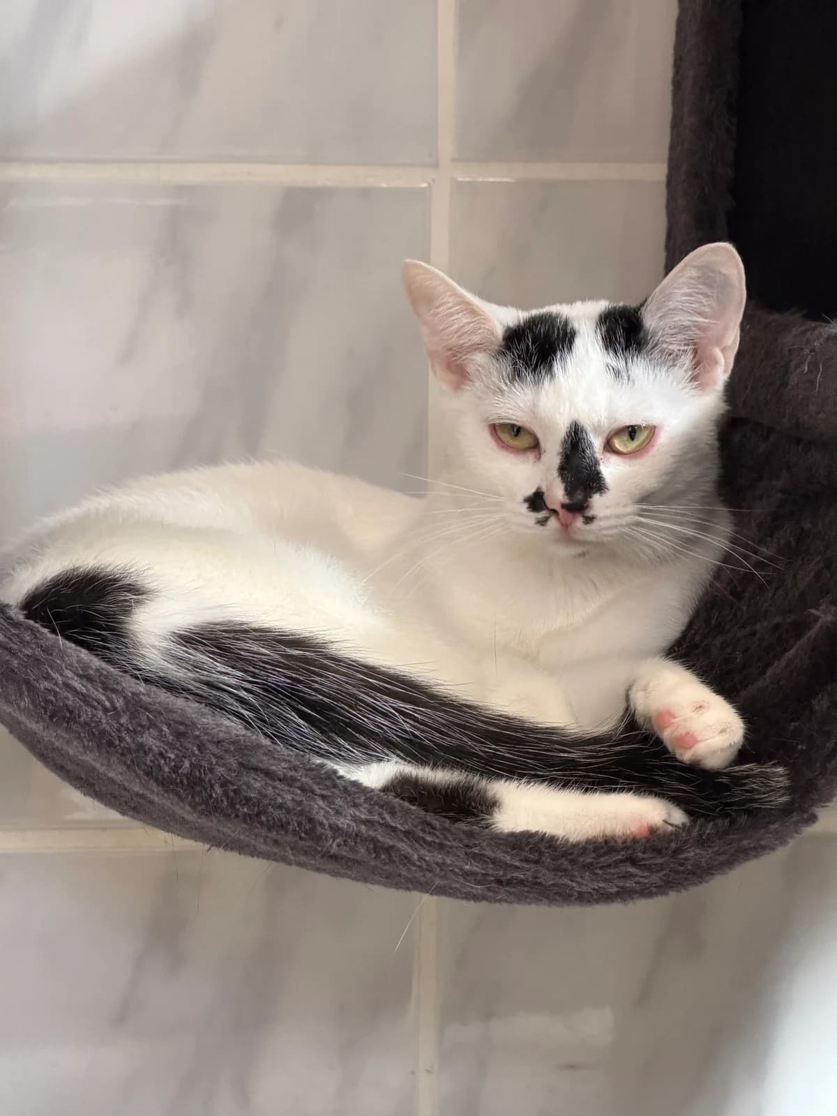 Stupsi, female European Shorthair for adoption at Tierschutz Bad Oldesloe e.V., Bad Oldesloe