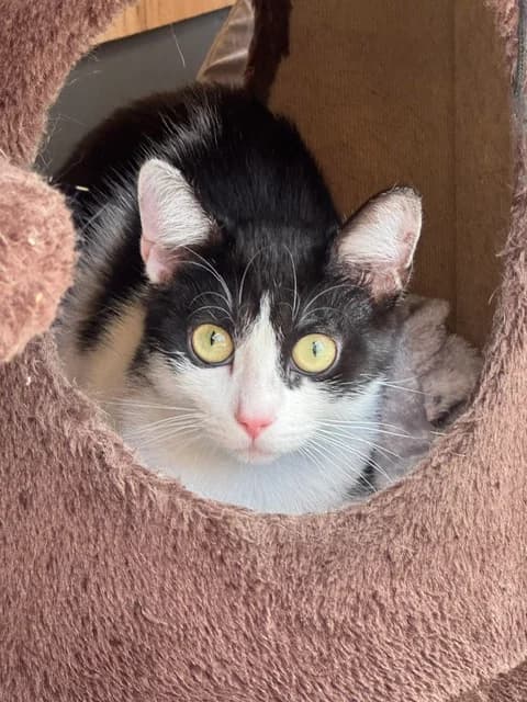 Yvi, female young European Shorthair for adoption at Tierschutz Bad Oldesloe e.V., Bad Oldesloe