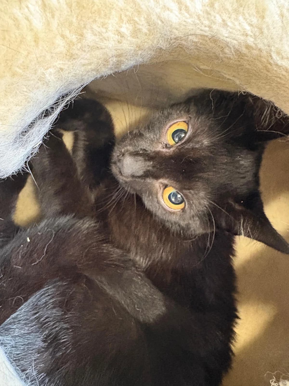 Luci, female European Shorthair for adoption at Tierschutz Bad Oldesloe e.V., Bad Oldesloe